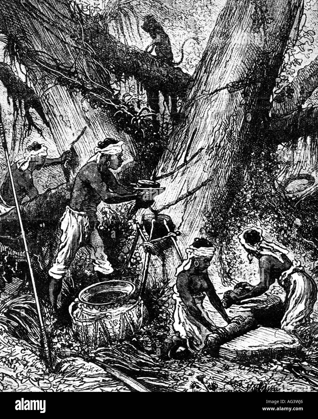 geography/travel, Brazil, agriculture, latex harvest, engraving, 19th century, South America, workers, rubber tree, historic, historical, SOAM, people, Stock Photo