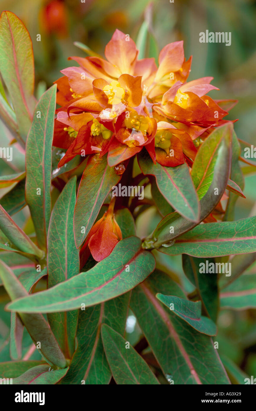 Euphorbia griffithii Fireglow Stock Photo Alamy