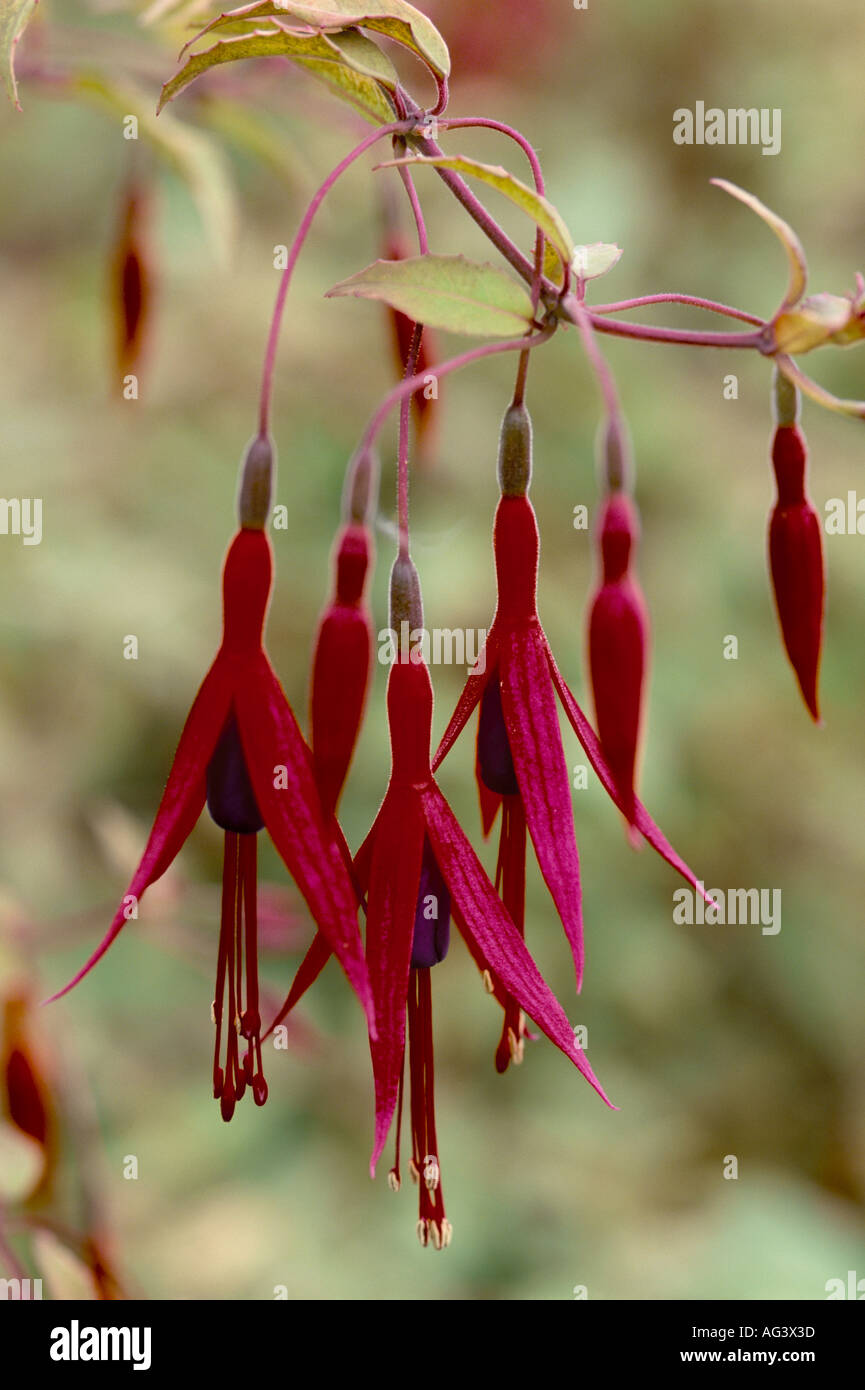 Fuschia magellanica var gracilis Tricolor Stock Photo