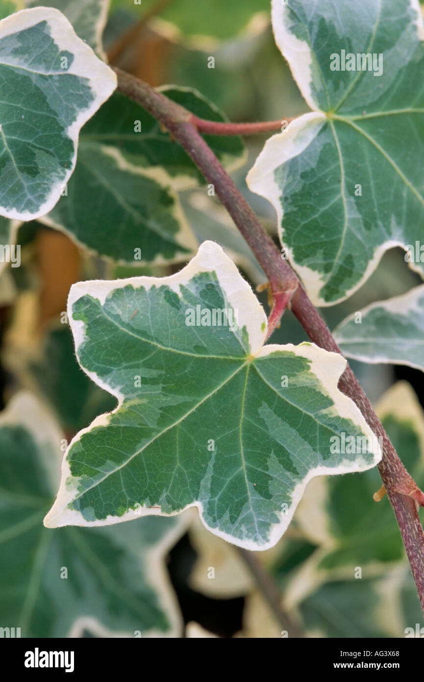 Hedera helix Chester variegated ivy Stock Photo Alamy