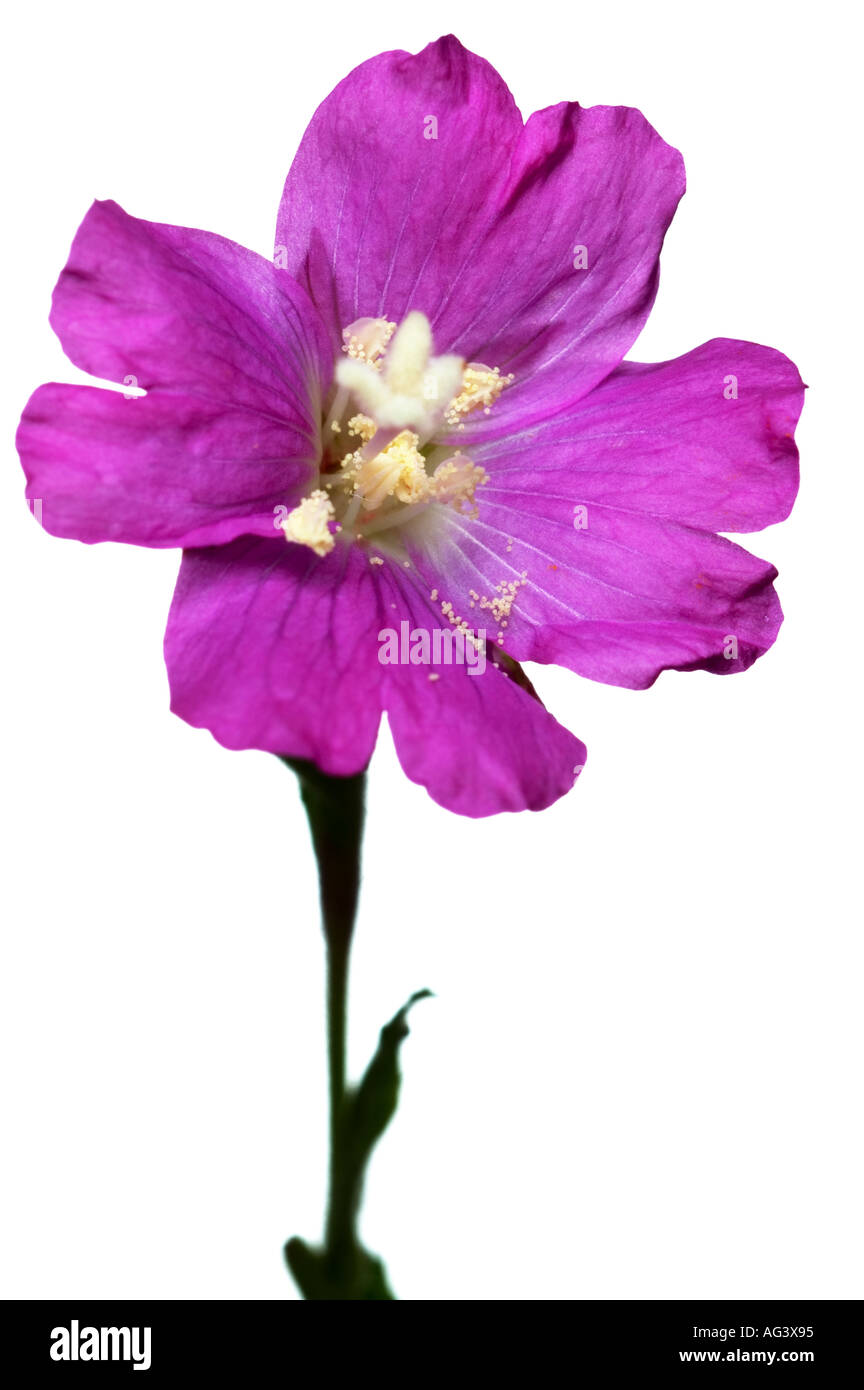 Single purple willowherb flower closeup against light background Stock Photo
