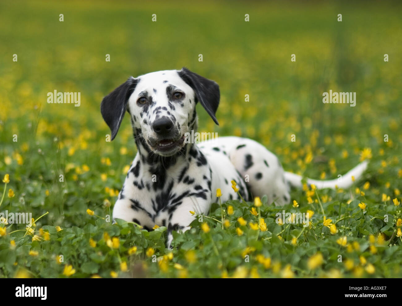 Happy Dalmatian Puppy In Field of Yellow Flowers in Cherokee Park in