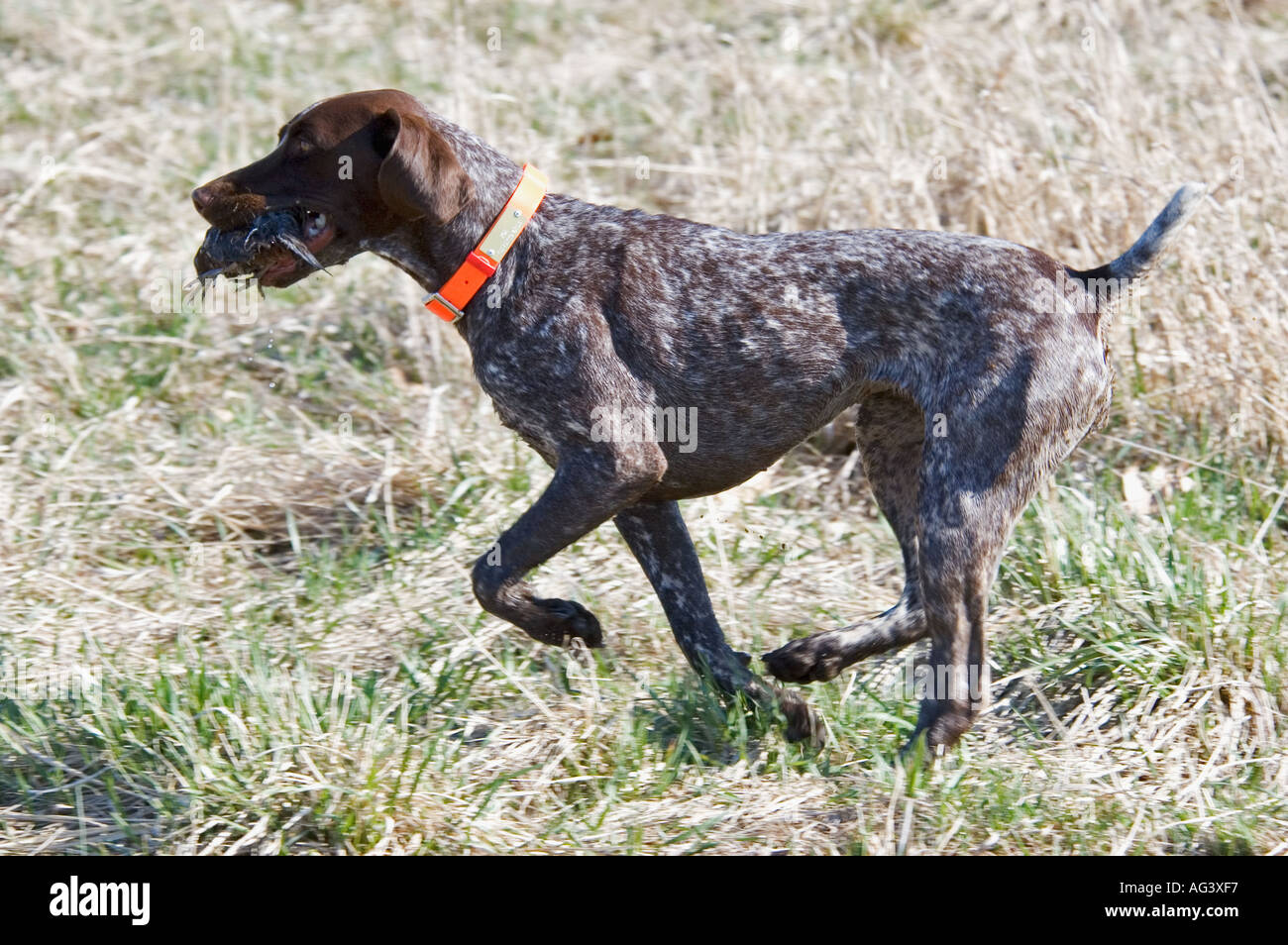 Page 11 - American Kennel Club High Resolution Stock Photography and Images  - Alamy