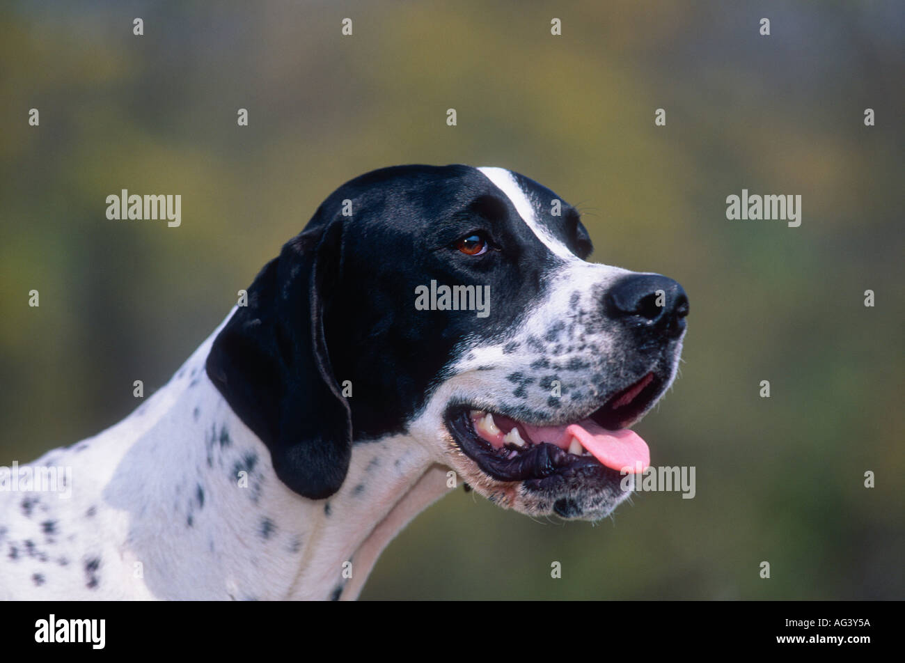 English Pointer Head Profile Near Farmland Indiana Stock Photo Alamy