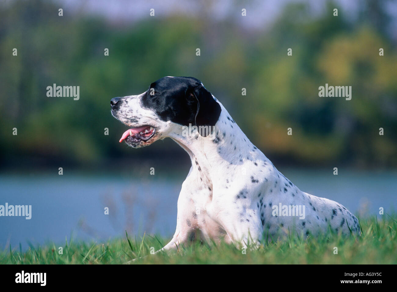 English Pointer Beside Lake Near Farmland Indiana Stock Photo Alamy