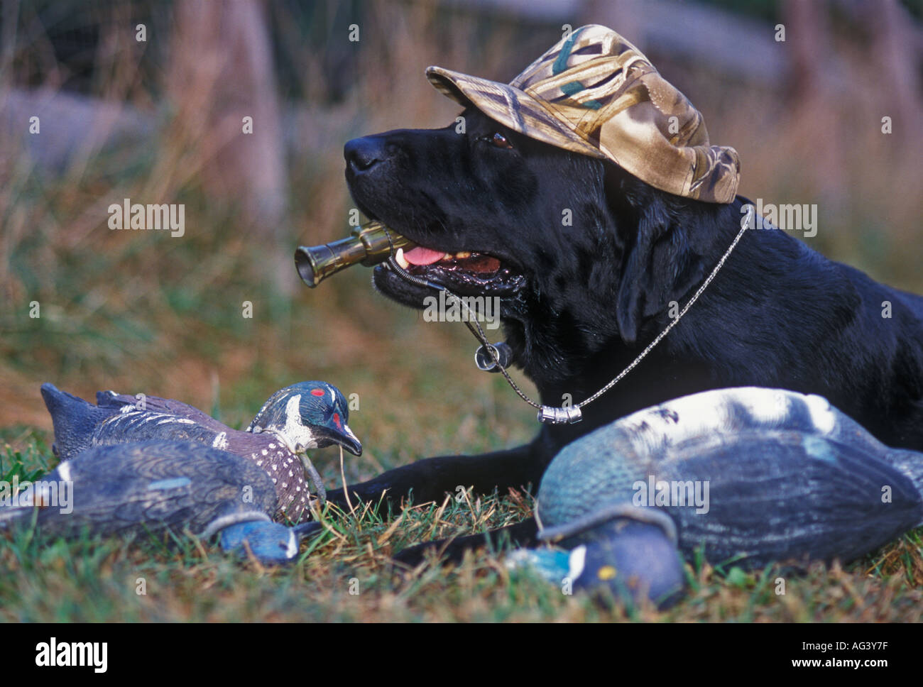 Duck Hunting Labrador Retriever With Duck Call Camouflage Hat Decoys Stock Photo