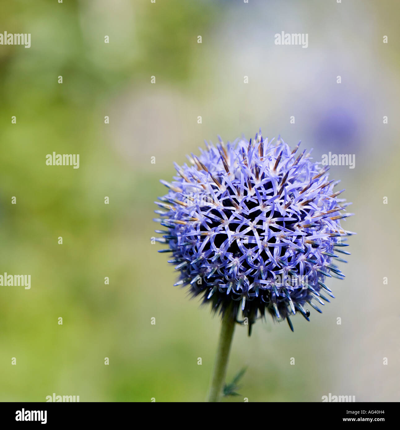 Echinops ritro veitch's blue. Globe thistle flower in an English garden