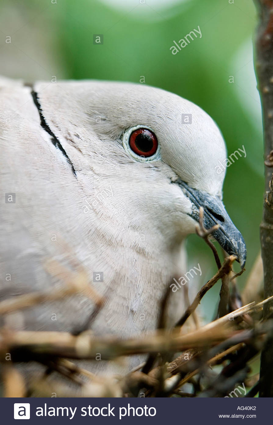 Collared Dove Nest Stock Photos & Collared Dove Nest Stock Images Alamy