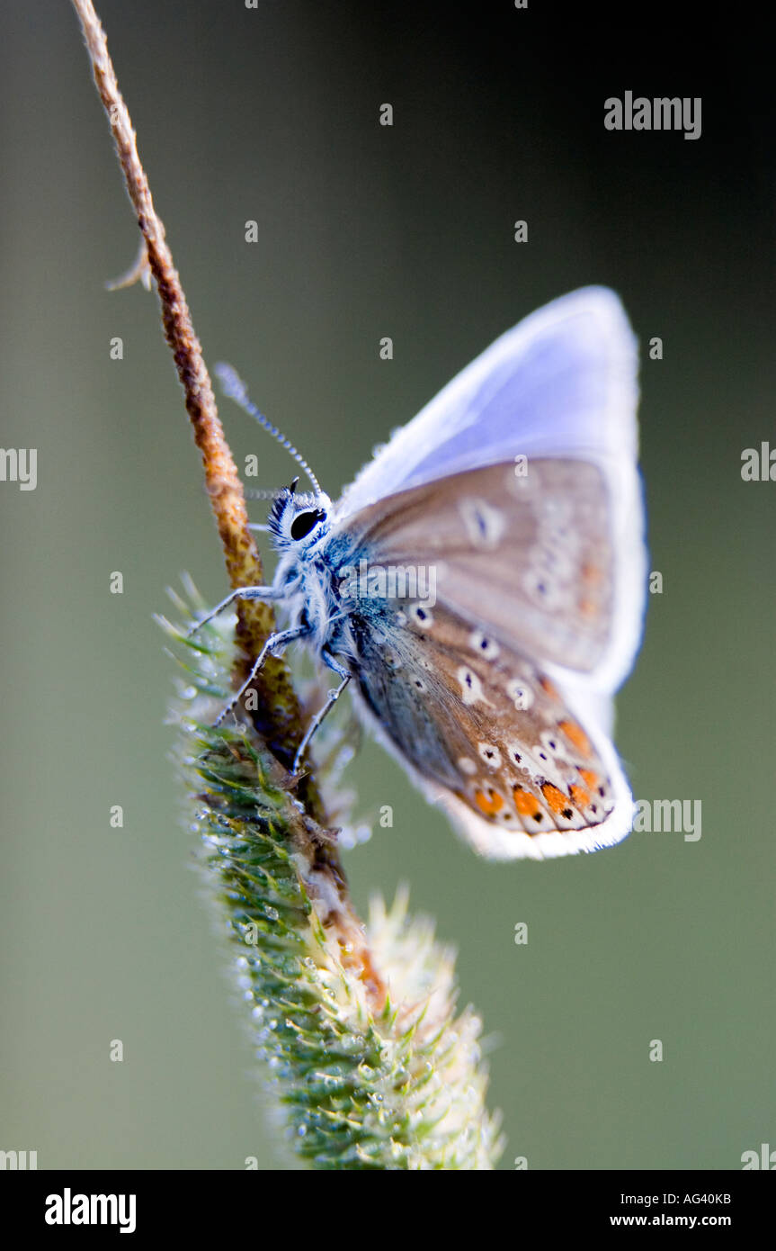 Polommatus icarus. Common blue butterfly drying out on grass stem early morning in the English countryside Stock Photo