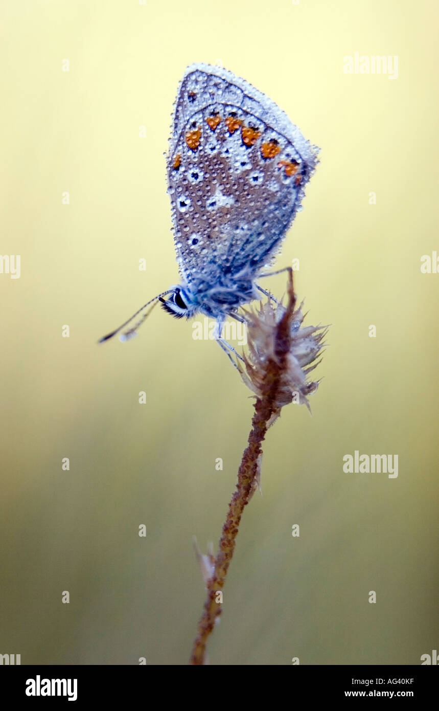 Polommatus icarus. Common blue butterfly on grass in shadow in the English countryside Stock Photo