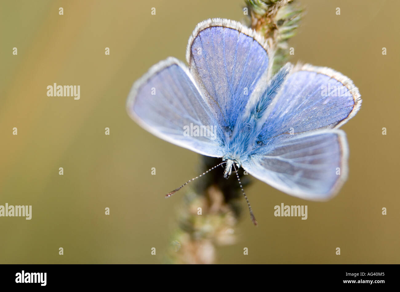 Polyommatus icarus. Common blue butterfly on dry grass in the English countryside Stock Photo