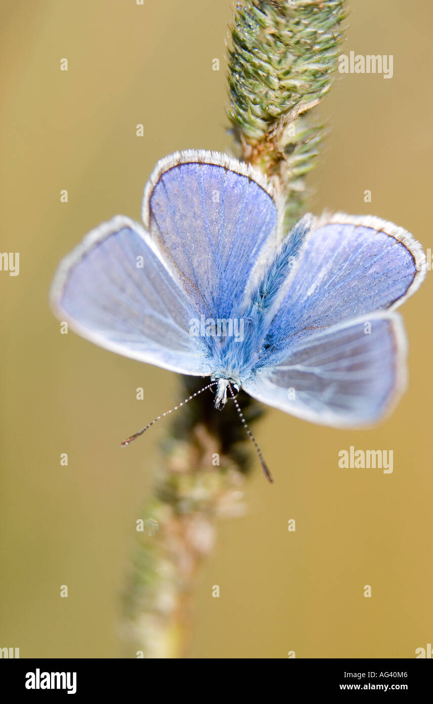 Polyommatus icarus. Common blue butterfly on dry grass in the English countryside Stock Photo