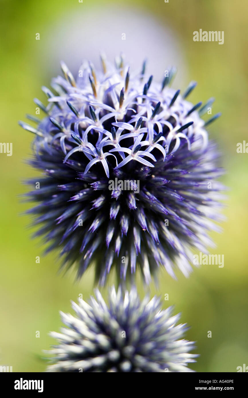 Echinops ritro veitch's blue. Globe thistle flower in an English garden