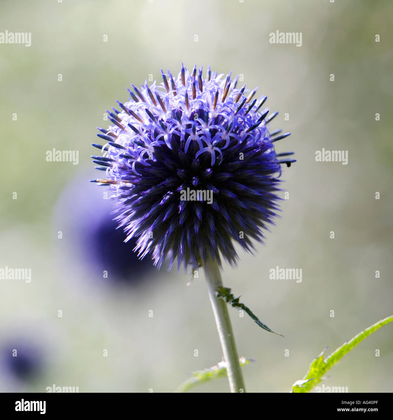 Echinops ritro veitch's blue. Globe thistle flower in an English garden