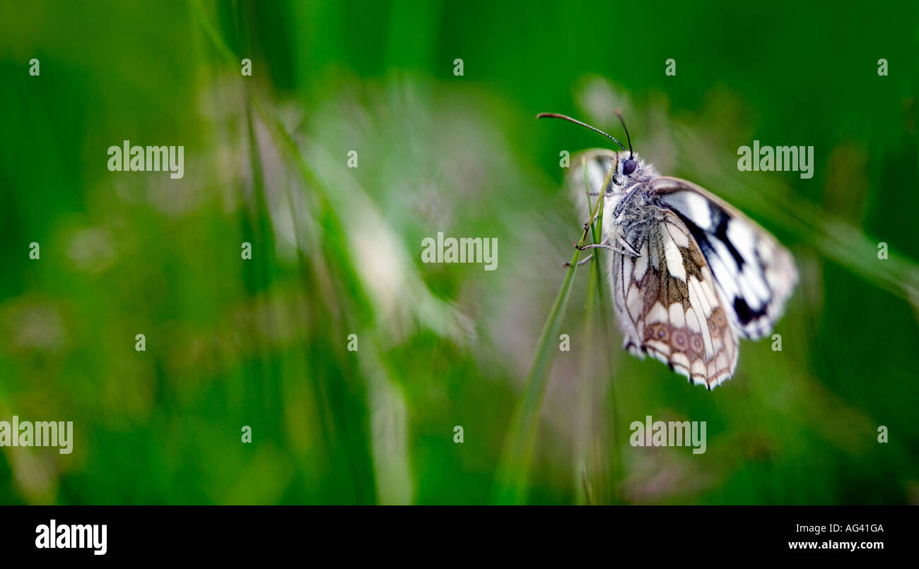 Melanargia galathea. Marbled white butterfly on grass in the english countryside Stock Photo