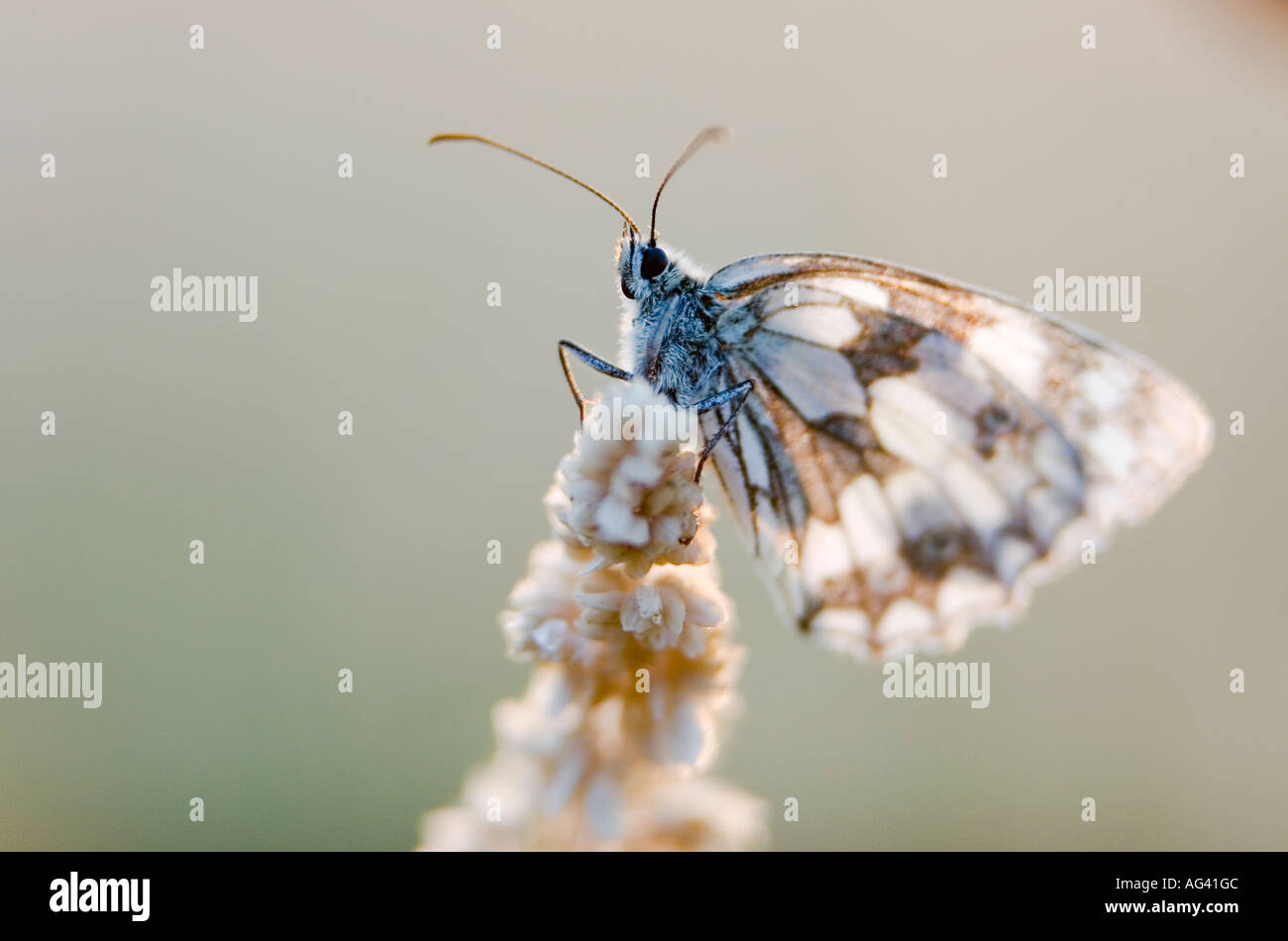 Melanargia galathea. Marbled white butterfly on grass in the english countryside Stock Photo