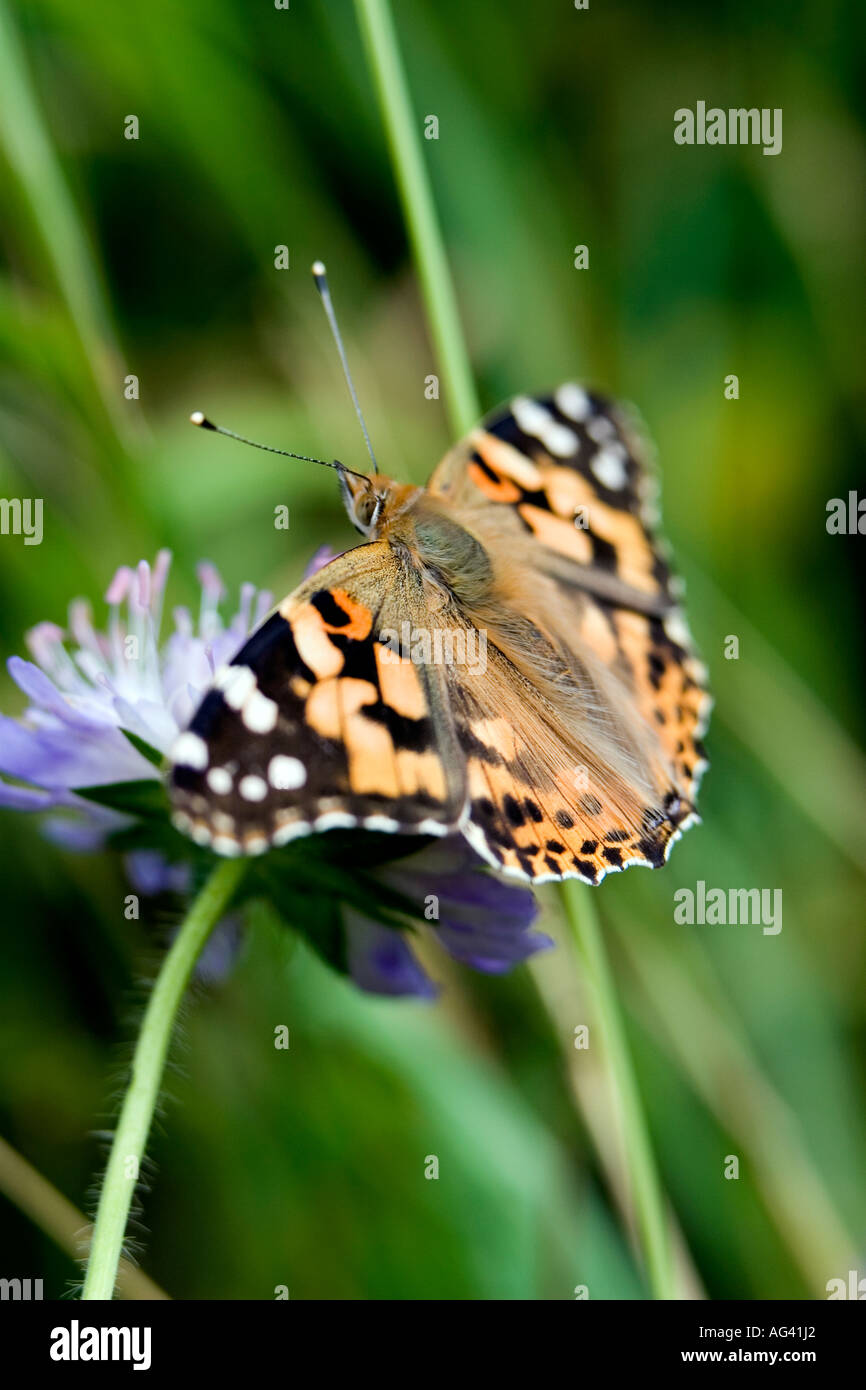 Painted lady butterfly with wings spread out portrait in the English countryside Stock Photo