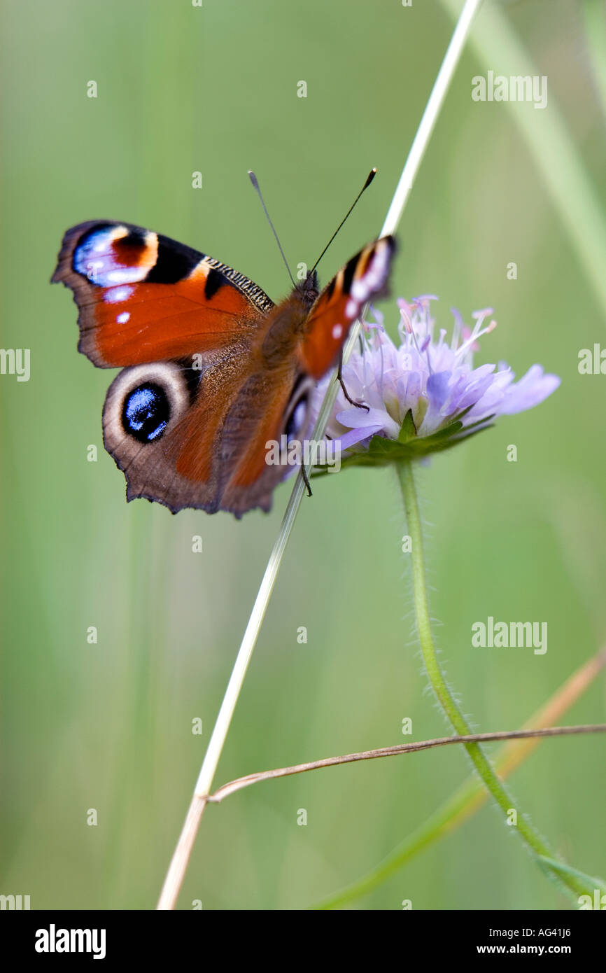 Aglais io. Peacock butterfly on field scabious in the english countryside Stock Photo