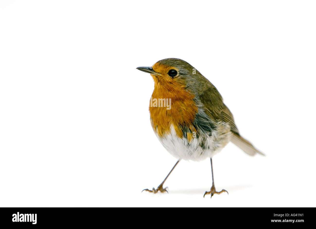 Robin standing against white background Stock Photo