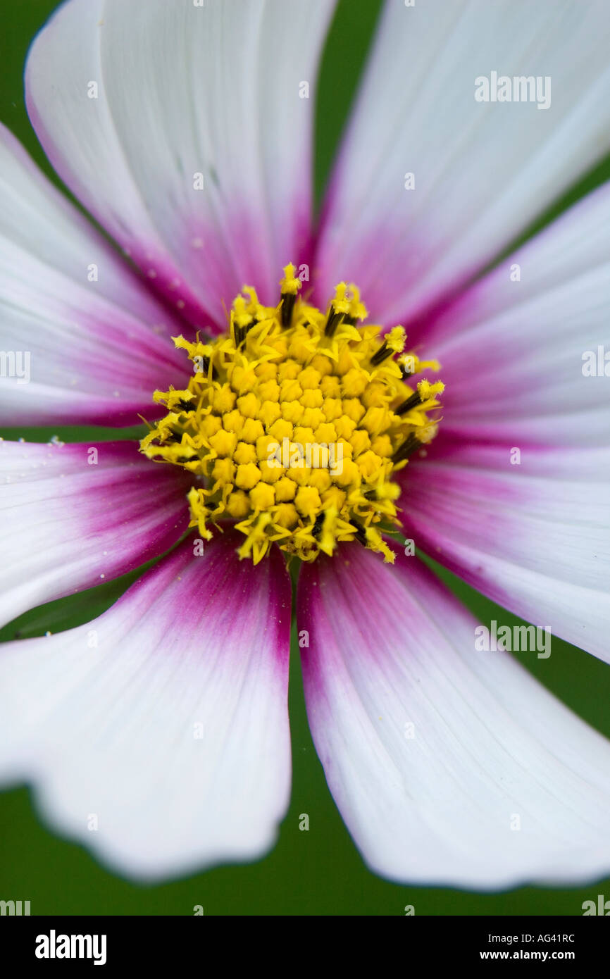 Close up white cosmos bipinnatus hi-res stock photography and images ...