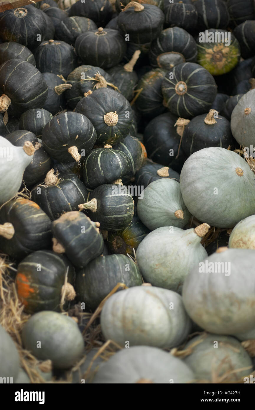 Organic Pumpkin Farm Harvest crops Stock Photo - Alamy