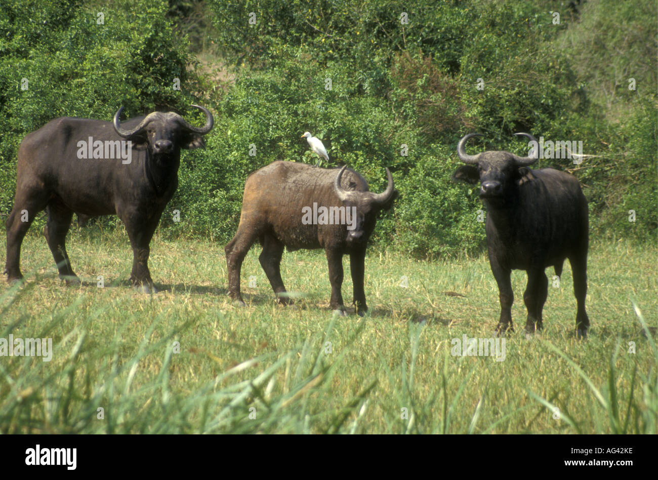 Two mature African Cape Buffalo bulls and one immature on Kazinga Channel Queen Elizabeth National Park Uganda Stock Photo