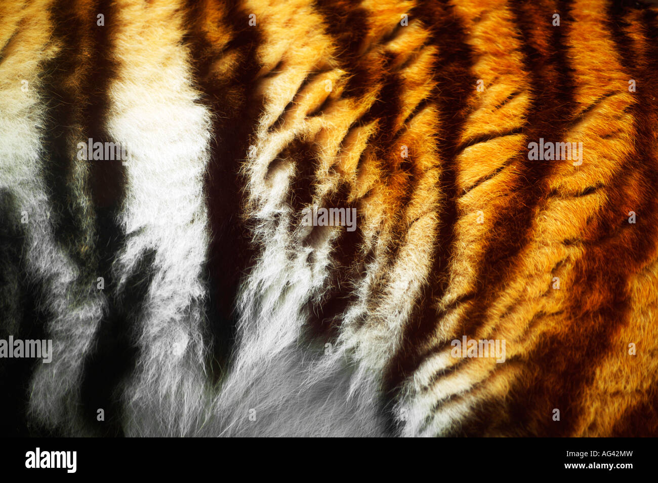 Closeup of a tiger's fur Stock Photo Alamy