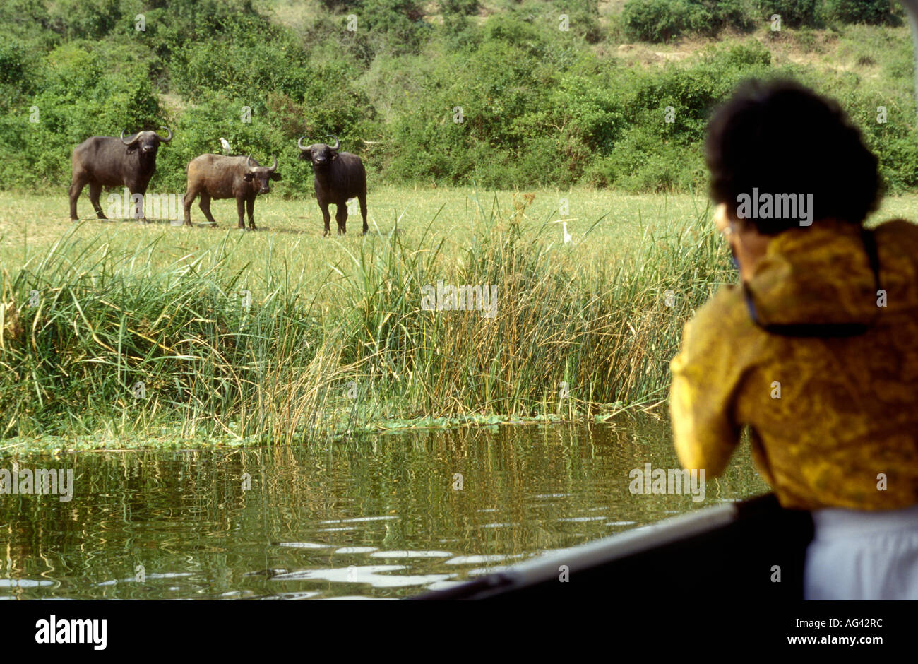 Lady tourist photographing Buffalo on Kazinga Channel Queen Elizabeth National Park Uganda Stock Photo