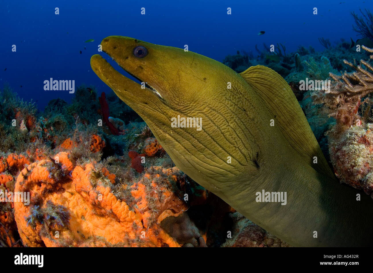 Green Moray Eel (Gymnothorax funebris) in Palm Beach, FL Stock Photo