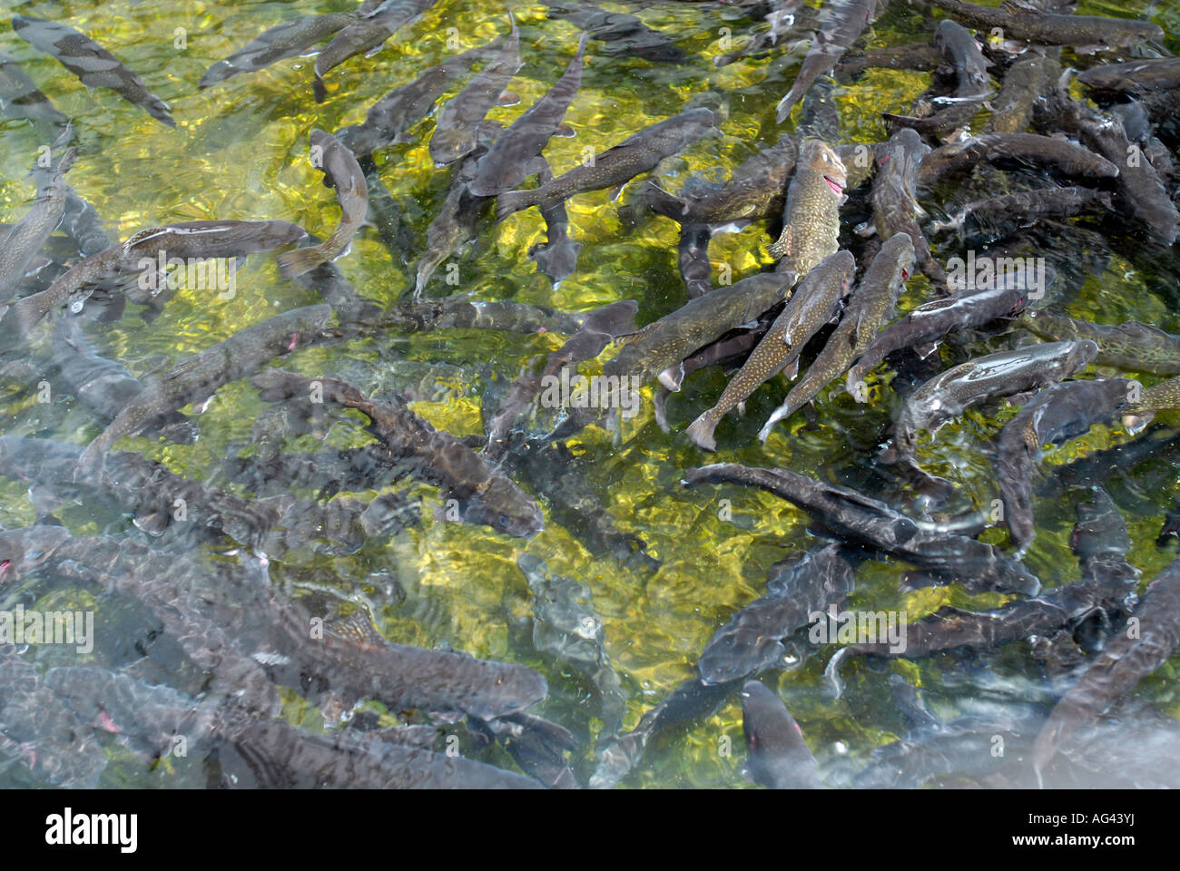 Cold Spring Harbor Fish Hatchery on Long Island Trout are raised in