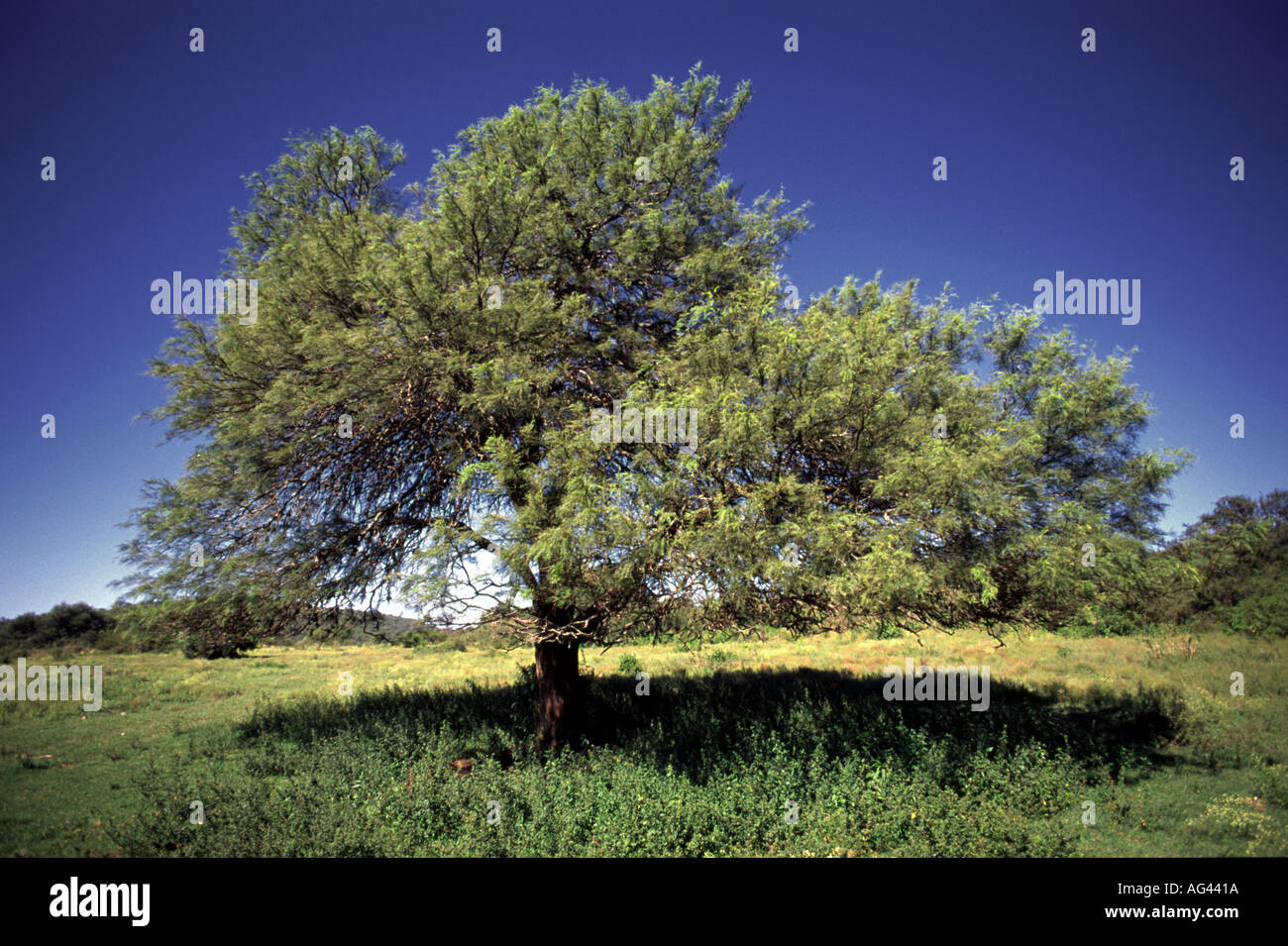 Rural landscape in Cordoba Argentina Stock Photo - Alamy