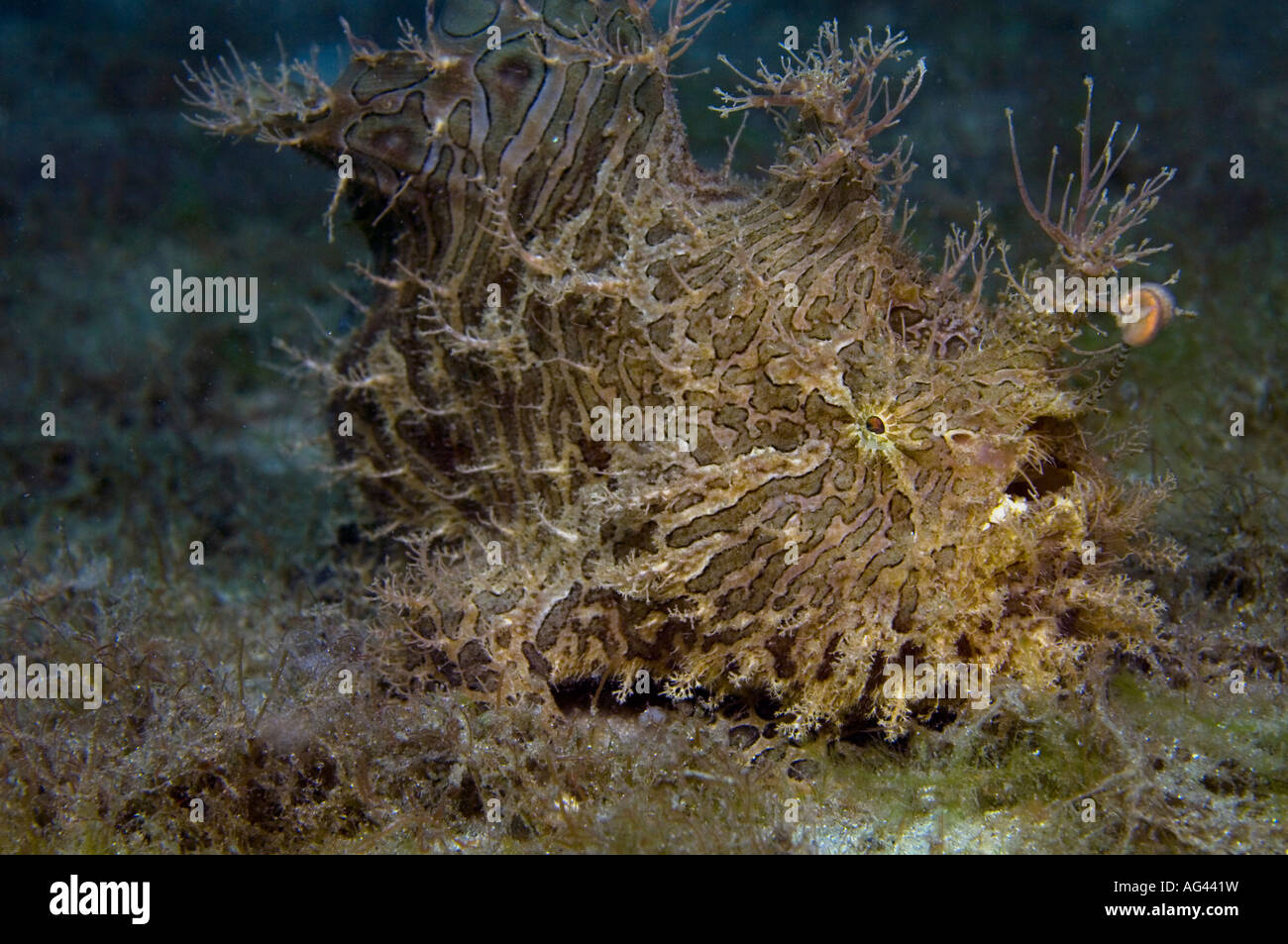 Striated Frogfish (Antennarius striatus), a type of angler fish, in Singer Island, FL. Stock Photo