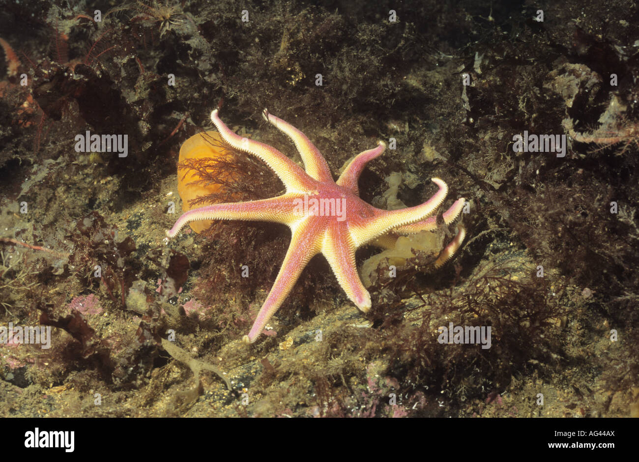 Underwater image of a Purple Sunstar, Starfish. Taken in the Farne Islands. Northumberland. England. UK diving Stock Photo