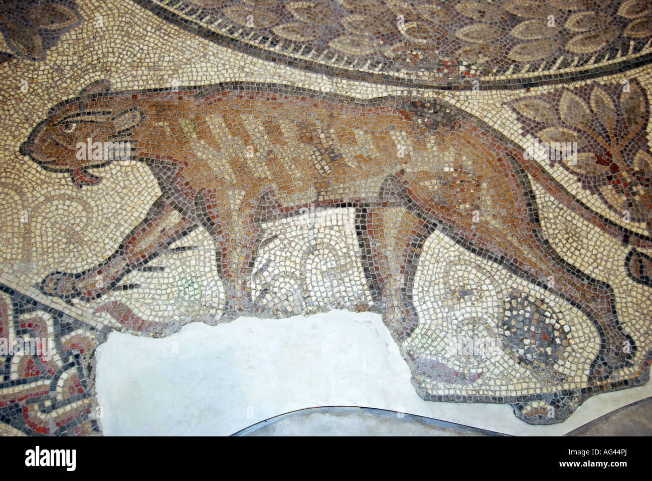 The Orpheus Lion Mosaic, Corinium Museum, Park Street, Cirencester, Gloucestershire, England, United Kingdom Stock Photo