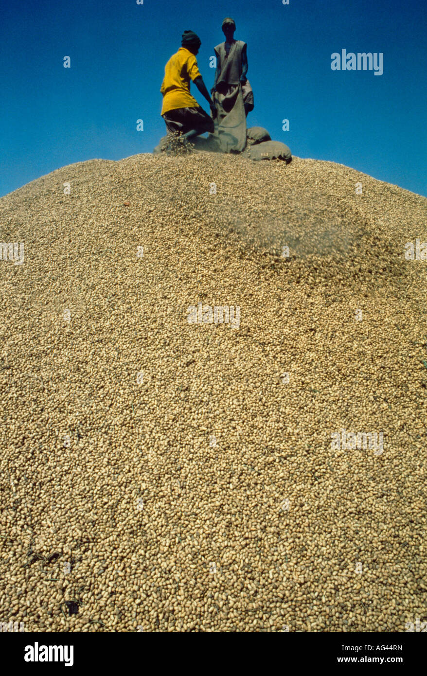 Gambia Men On Top Of Peanut Harvest Stock Photo