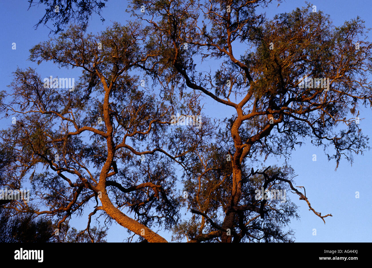 Quebracho Tree canopy Stock Photo