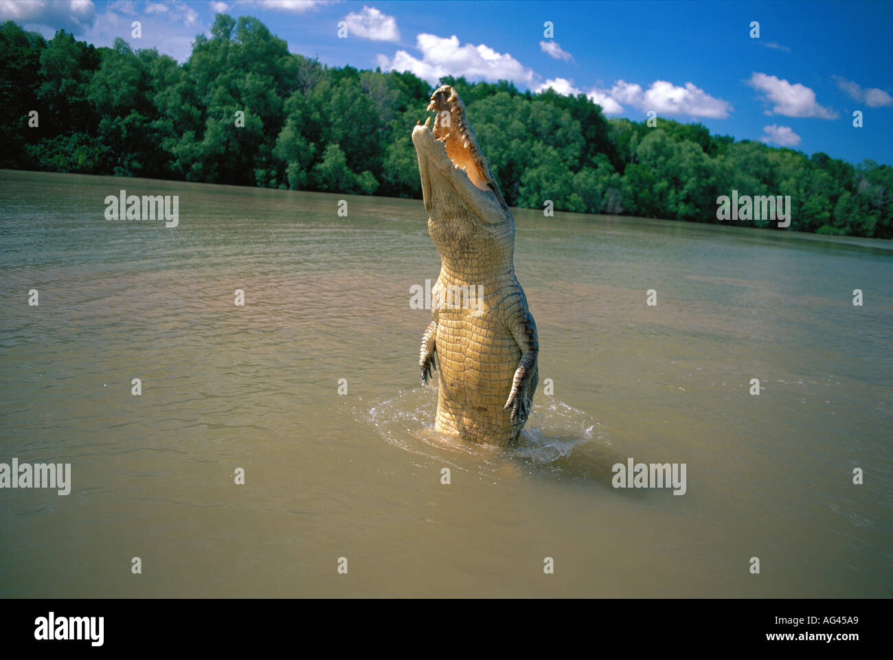 https://c8.alamy.com/comp/AG45A9/saltwater-crocodile-jumping-adelaide-river-darwin-australia-AG45A9.jpg