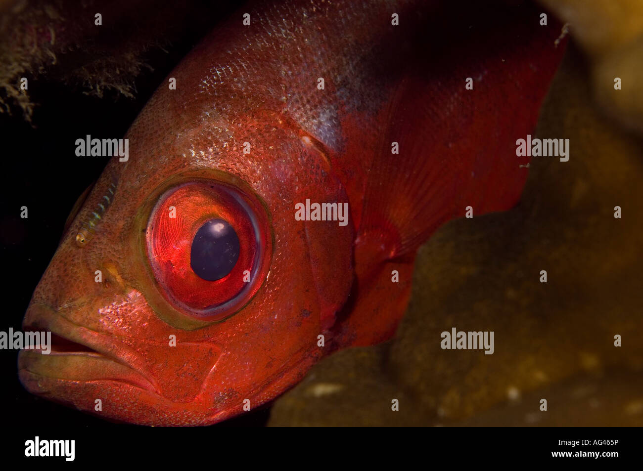 A Glass Eye Snapper or Big Eye Heteropriacanthus cruentatus with Cleaner Goby in Cocos Island, Costa Rica. Stock Photo