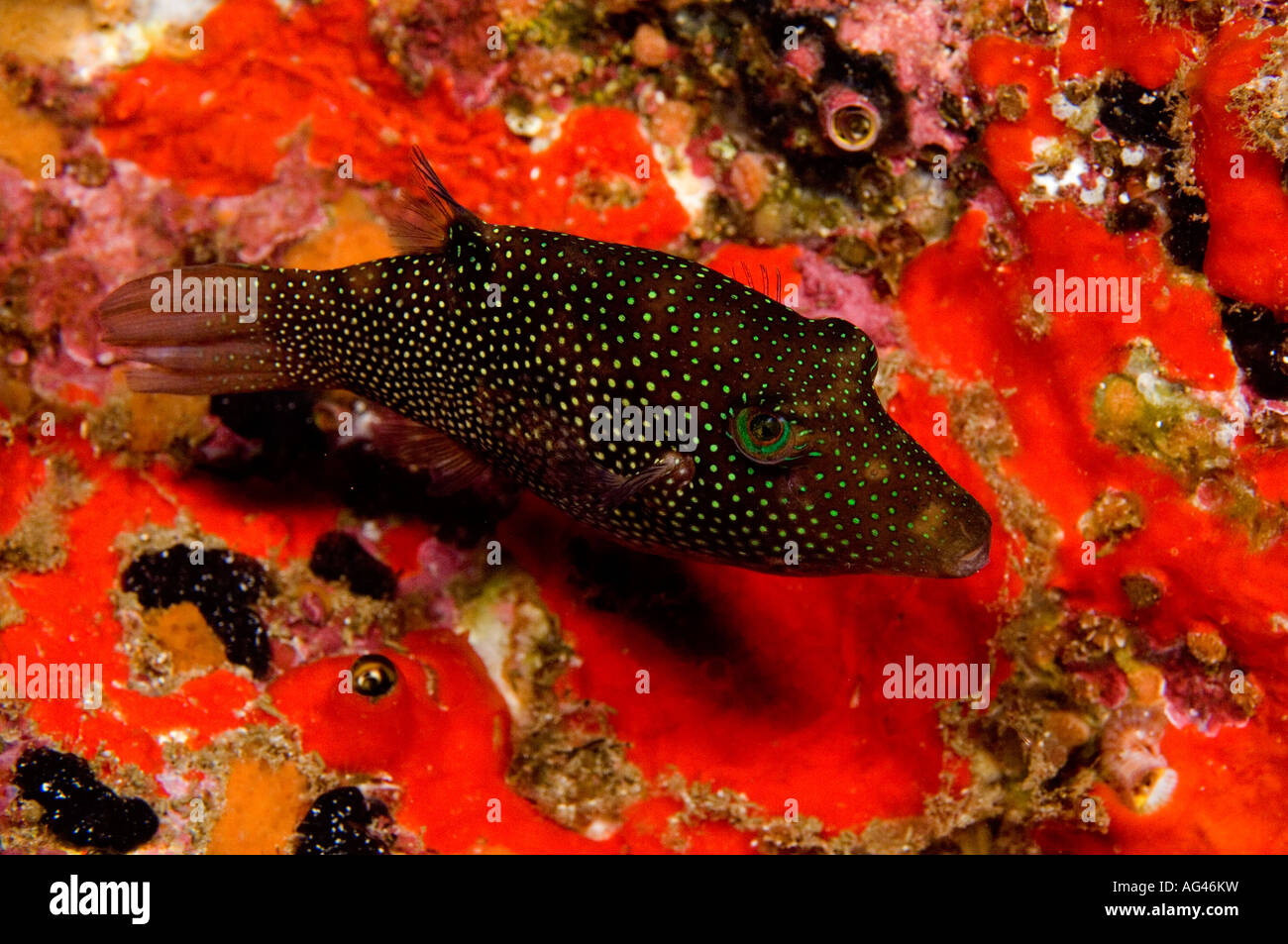 A Spotted Sharpnose Puffer Canthigaster punctatissima in Cocos Island, Costa Rica. Stock Photo