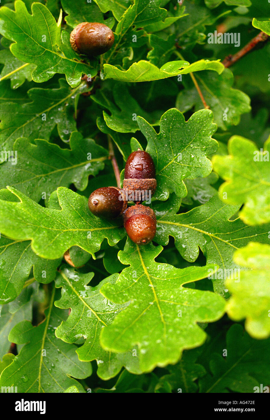 Acorns with oak leaves hi-res stock photography and images - Alamy