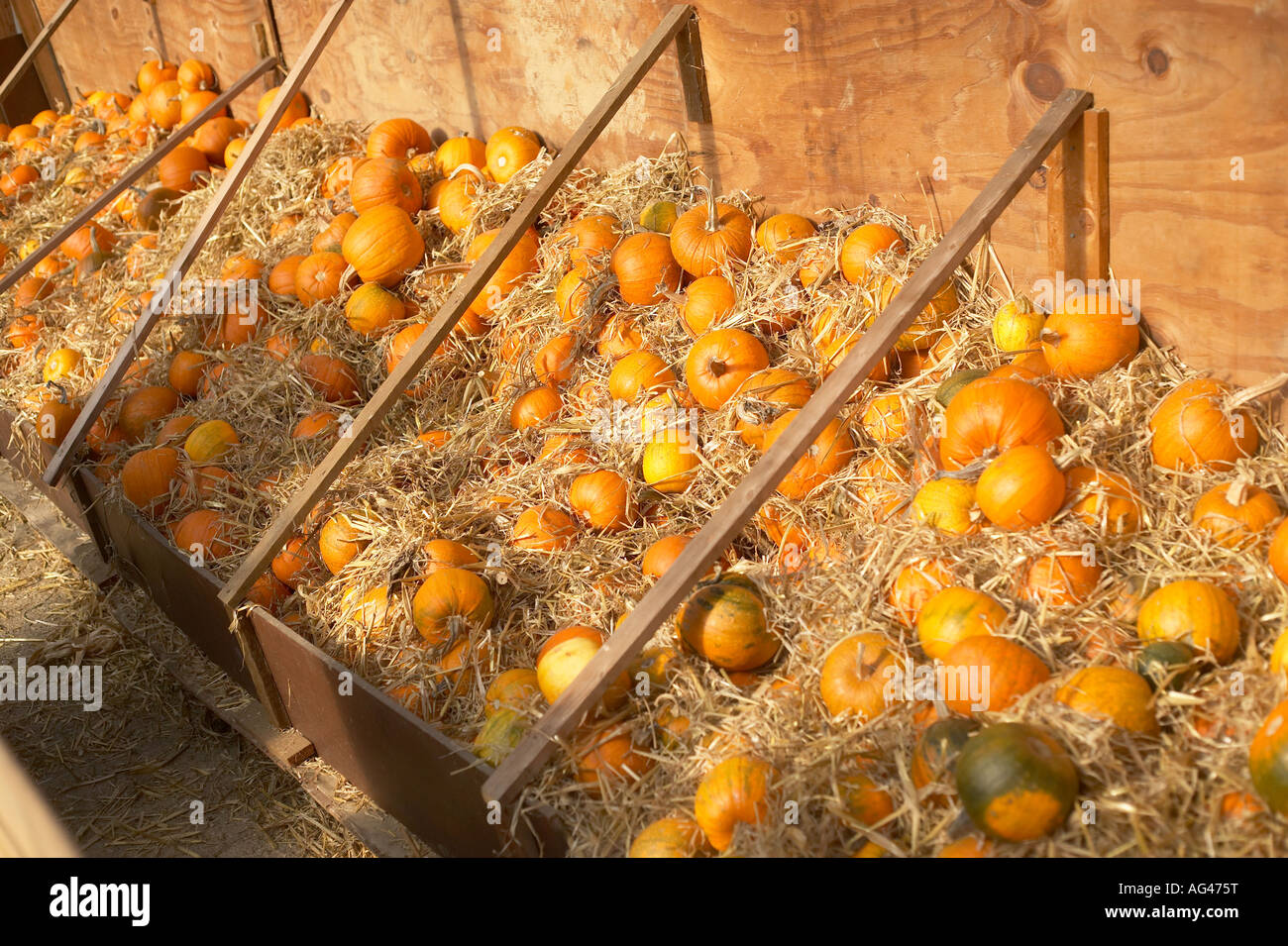 Organic Pumpkin Farm Harvest crops Stock Photo - Alamy