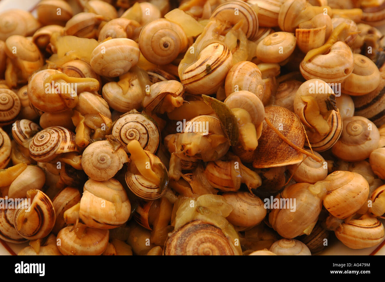 Pile of edible Escargot land snails. Escargots are usually served as a