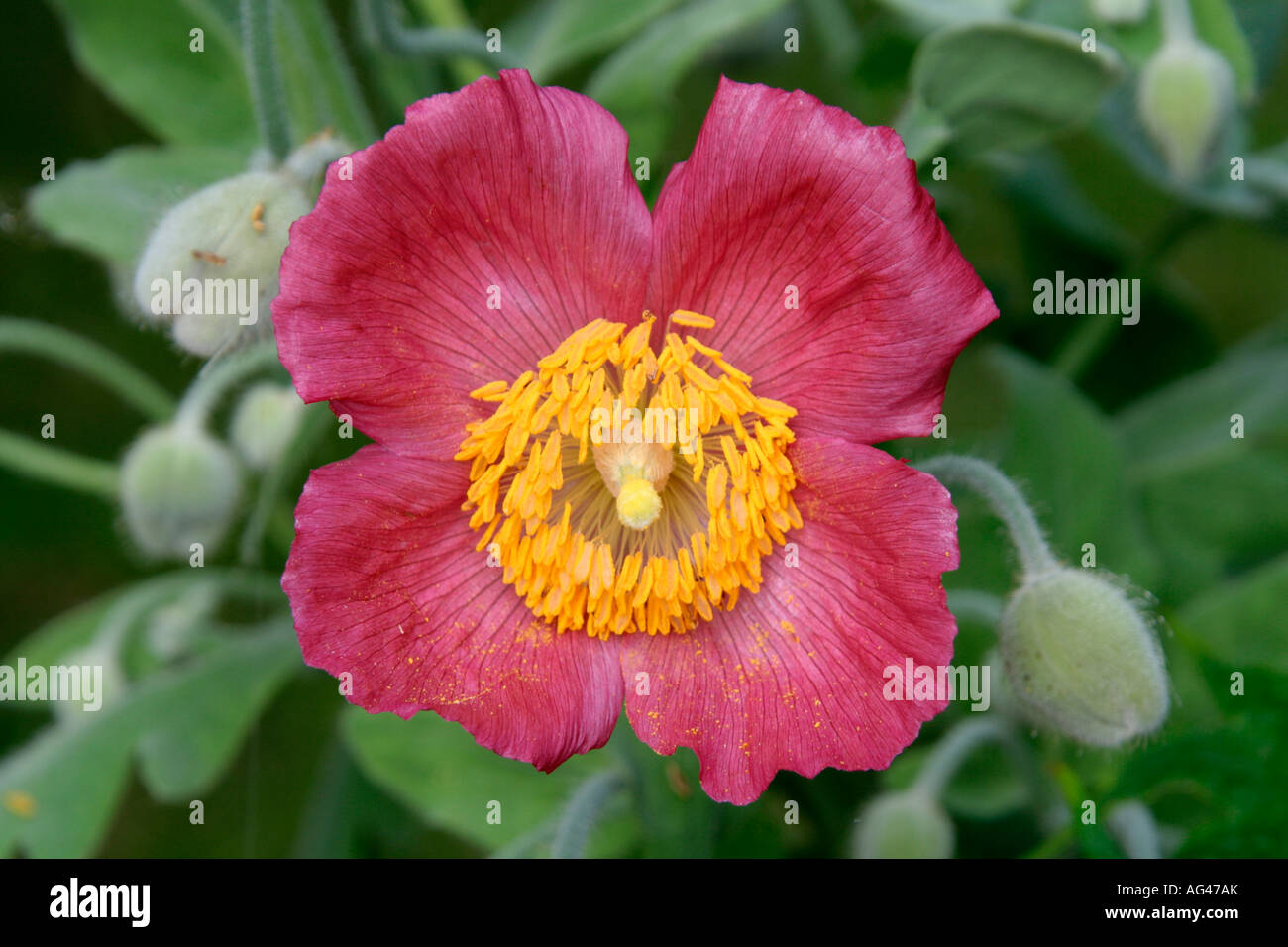 MECONOPSIS NEPALENSIS ROSE PINK FORM Stock Photo