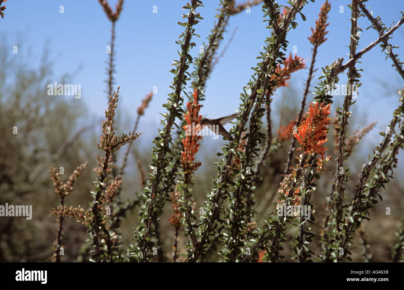 Arizona USA Sonoran Desert Museum Flora Fauna Coachwhip Masticophis f flagellum Humming Bird Stock Photo
