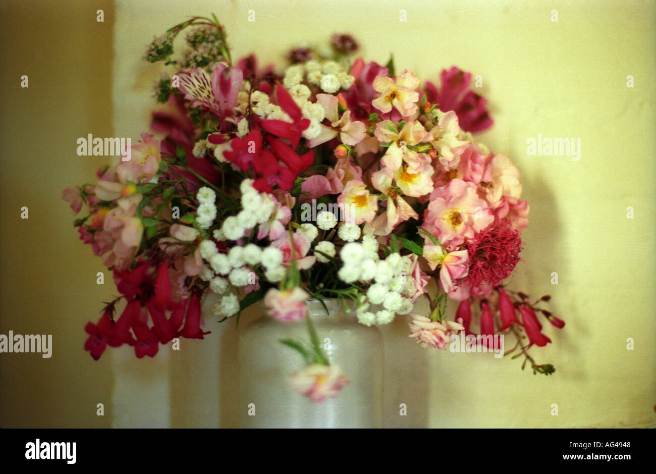 Delicate bunch of flowers tasmania australia 1858 Stock Photo Alamy