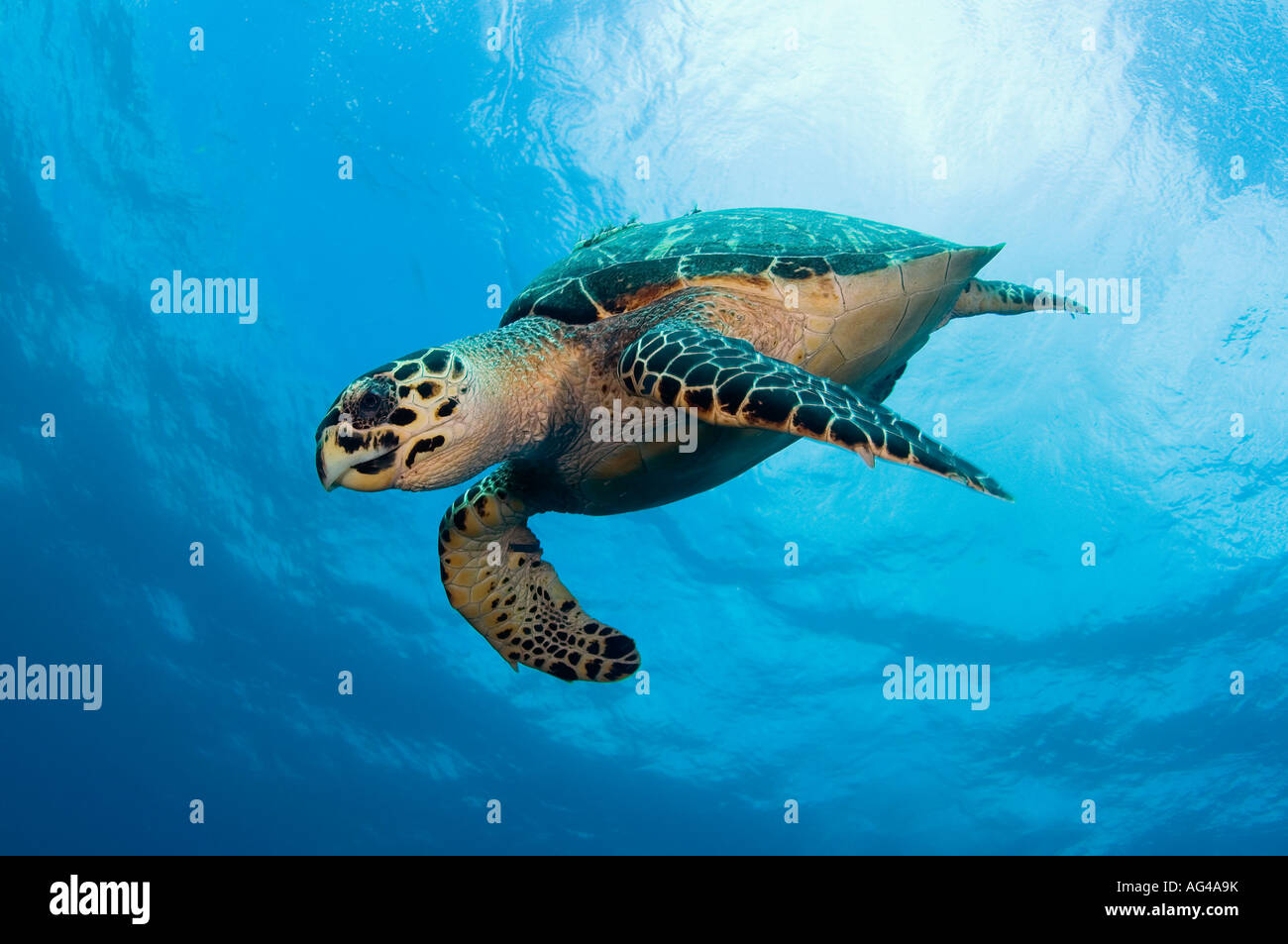 An endangered Hawksbill Sea Turtle (Eretmochelys imbricata) in Palm Beach, FL. Stock Photo
