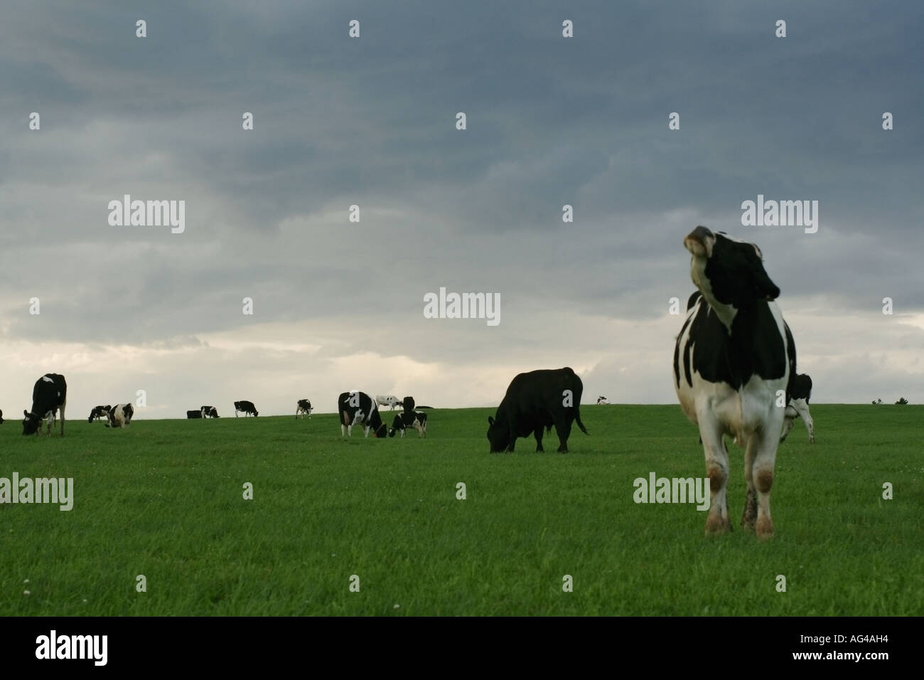 Cows in PEI, Canada. Green grass and a dramatic sky.,type, space, text