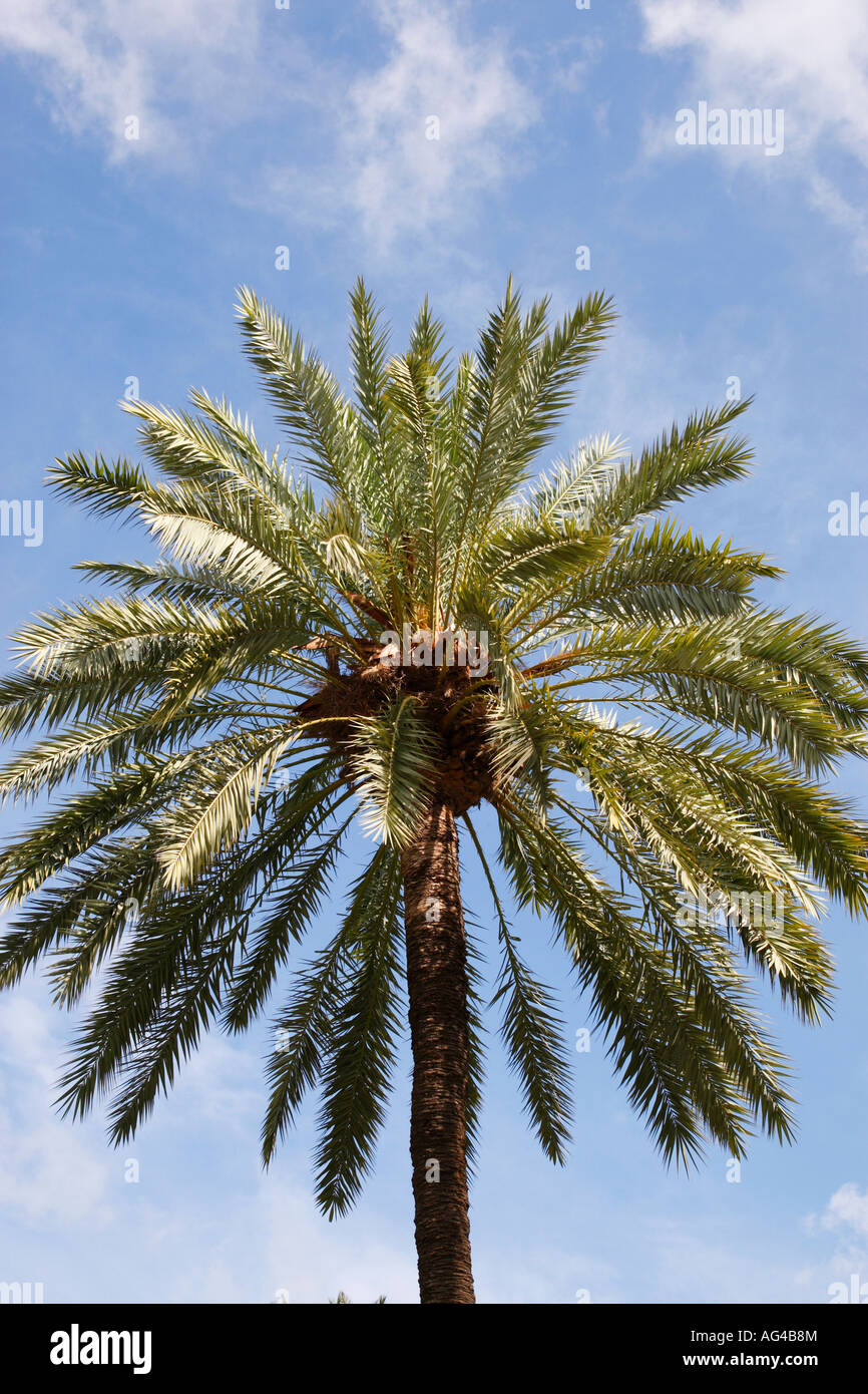 top of a single palm tree sitges spain europe Stock Photo