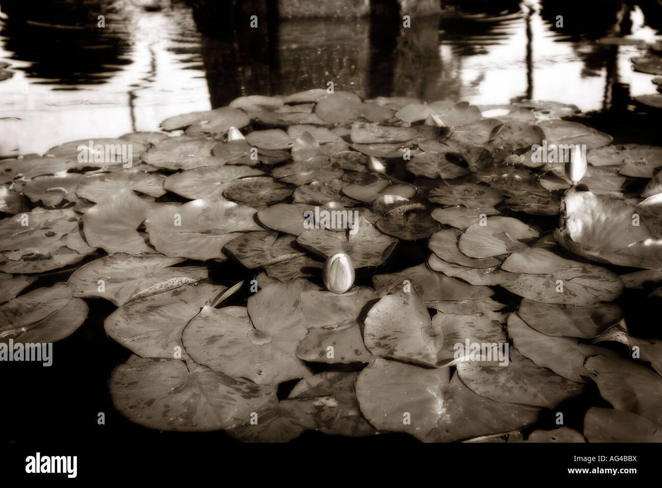 Water Lily in a pond. Santa Barbara Franciscan Mission. California. USA Stock Photo