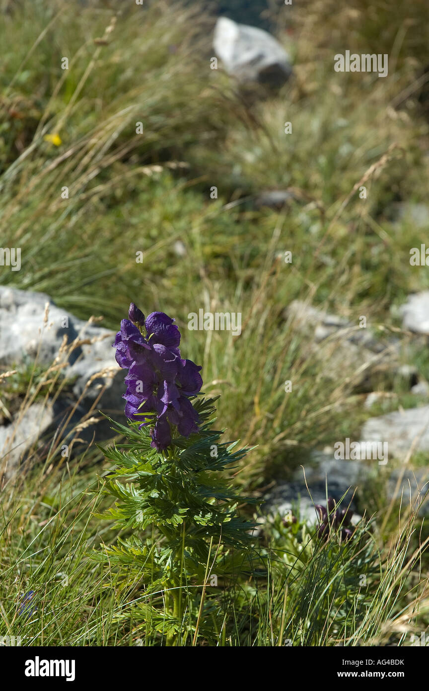 Wulfenia Charinthiaca (scrophulariaceae) Stock Photo